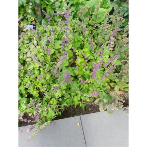 Salvia verticillata 'Purple Rain'.jpg