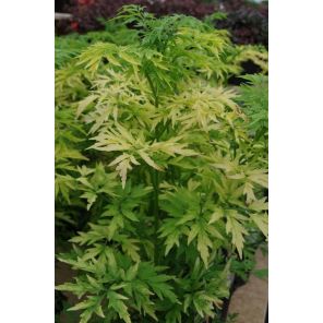 Sambucus nigra goldenTower.jpg