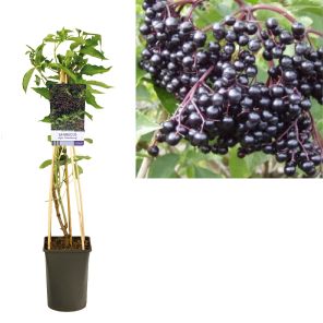 sambucus nigra haschberg.jpg