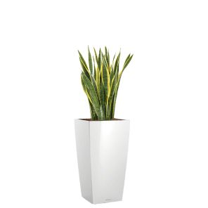 sansevieria-laurentii-cubico-pot-wit_14da63.jpg