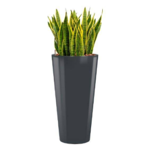 sansevieria-laurentii-rond-antraciet_bf3a05.png