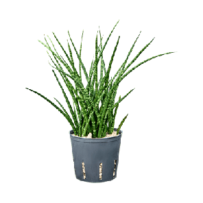 sansevieria fernwood xs.png