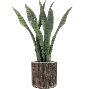 Sansevieria in Baq Luxe Lite Universe Waterfall 1.png