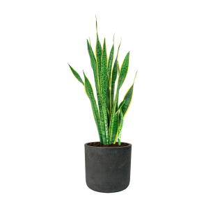 Sansevieria Laurentii in Rugged Charlie L - antraciet.png