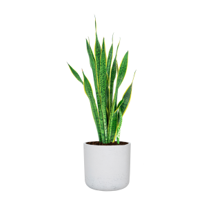 Sansevieria Laurentii in Rugged Charlie L wit_.png