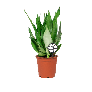 SANSEVIERIA MOONSHINE M LOGO- WEB.png