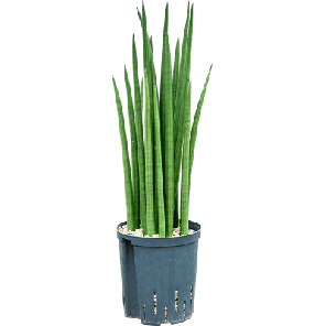 sansevieria spikes bims.png