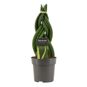 sansevieria vlecht.png