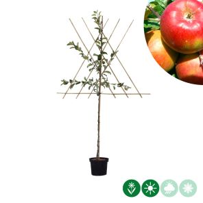 santana leiboom m.jpg