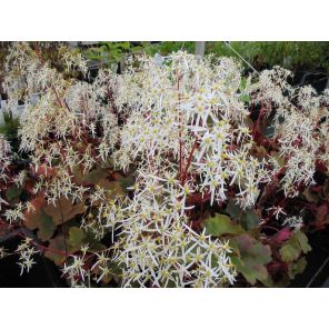 Saxifraga c. Rubrifolia.jpg