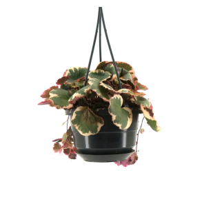 Saxifraga stol tricolor totaal-Photoroom_2.png