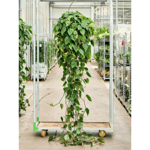 scandens xxl.png