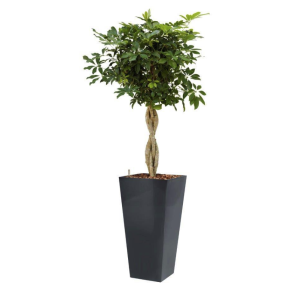 schefflera-arboricola-4kant-antraciet_c115d6.png