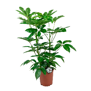 Schefflera amate M1(2).png