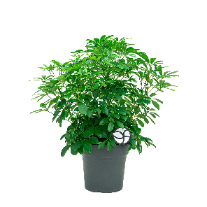 Schefflera arboricola Bush 1(2).png