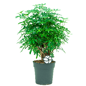 Schefflera arboricola luseana vertakt S1-2.png