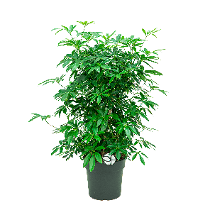 Schefflera arboricola vertakt L1(2).png