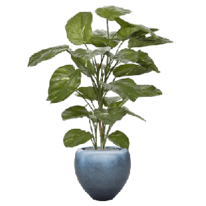 Scindapsus Aureum in Baq Metallic Silver leaf 1.png