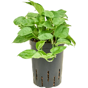 scindapsus manjula green.png