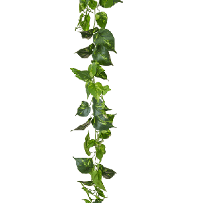scindapsus xlx.png