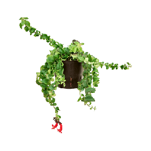Scoubidou.png