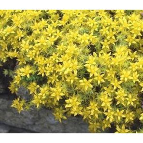 sedum-acre-yellow-queen-sfeer_362129.jpg