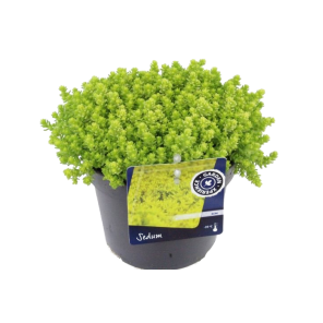 sedum-acre-yellow-queen.png