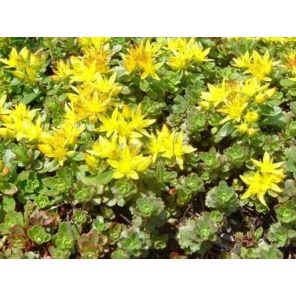 sedum-floriferum-weihenstephaner-gold-sfeer_11d07e.jpg