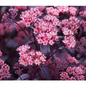 sedum-purple-emperor-sfeer_2f8e52.jpg