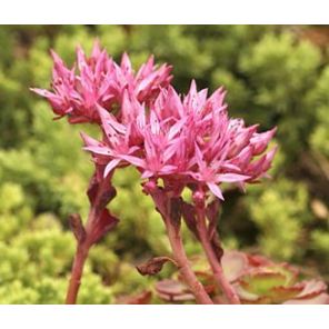 sedum-spurium-fuldaglut-sfeer_73ee28.jpg