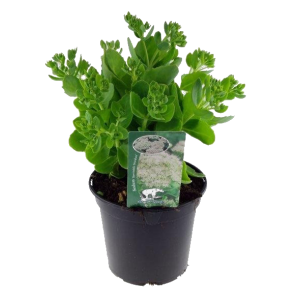 sedum-stardust.png