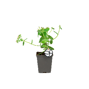 Sedum 'Herbstfreude' 1(2).png