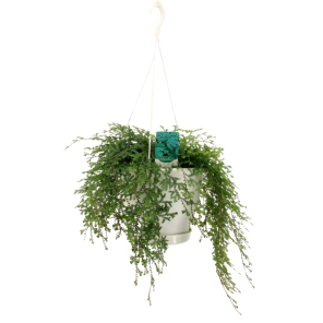 Selaginella Peacock (2).png