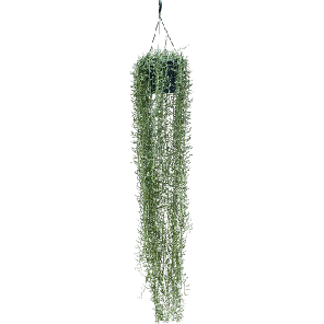 senecio blue pickle.png