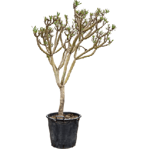 senecio kleinia.png