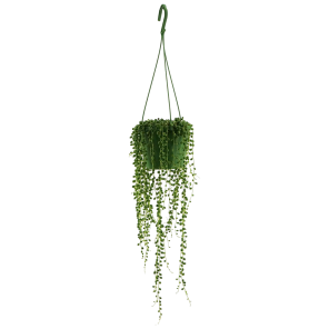 senecio rowleyanus totaal-Photoroom.png