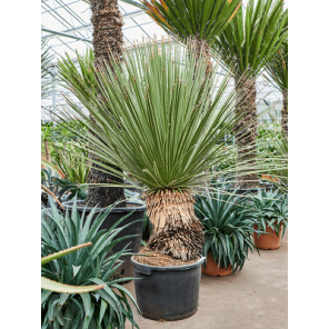 serratifolium l.png