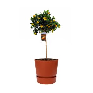 sinaasappelboom-large-in-greenville-round-25-cm-ho_c57f39.jpg