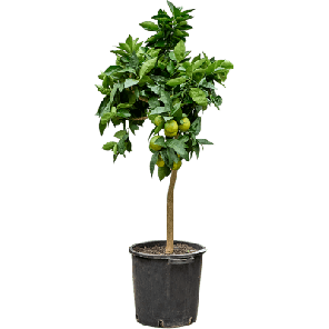 sinensis ‘Arancio.png