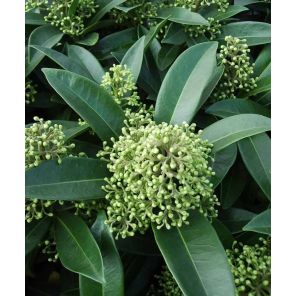 skimmia-japonica-kew-green-sfeer_4fa991.jpg