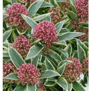 skimmia-japonica-magic-marlot-close_8e4b72.jpg
