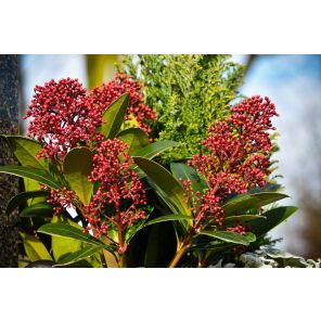 skimmia-japonica-rubella.jpg