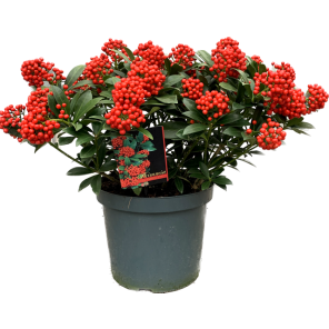 Skimmia Japonica Medium.png