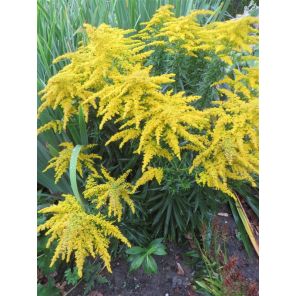 Solidago 'Strahlenkrone'.jpg