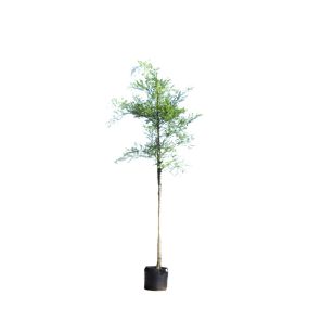 sophora-japonica_fd3adb.jpg