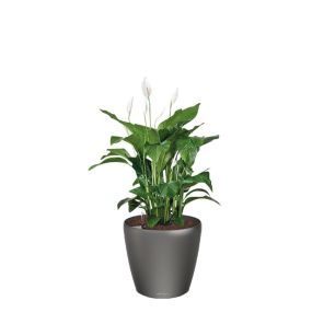 spathiphyllum-classico-pot-antraciet_e7e74a.jpg