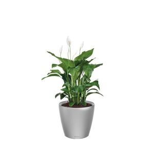 spathiphyllum-classico-pot-zilver_ade2ec.jpg