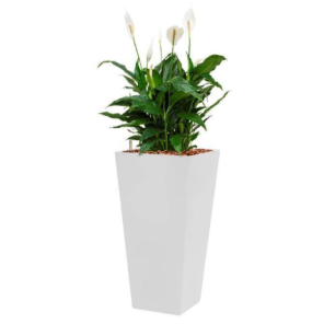 spathiphyllum-mont-blanc-4-kant-wit_627a5a.png