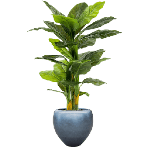 Spathiphyllum in Baq Metallic Silver leaf 1.png