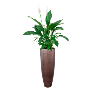 Spathiphyllum Lepelplant in Baq Metallic Partner - brons .png